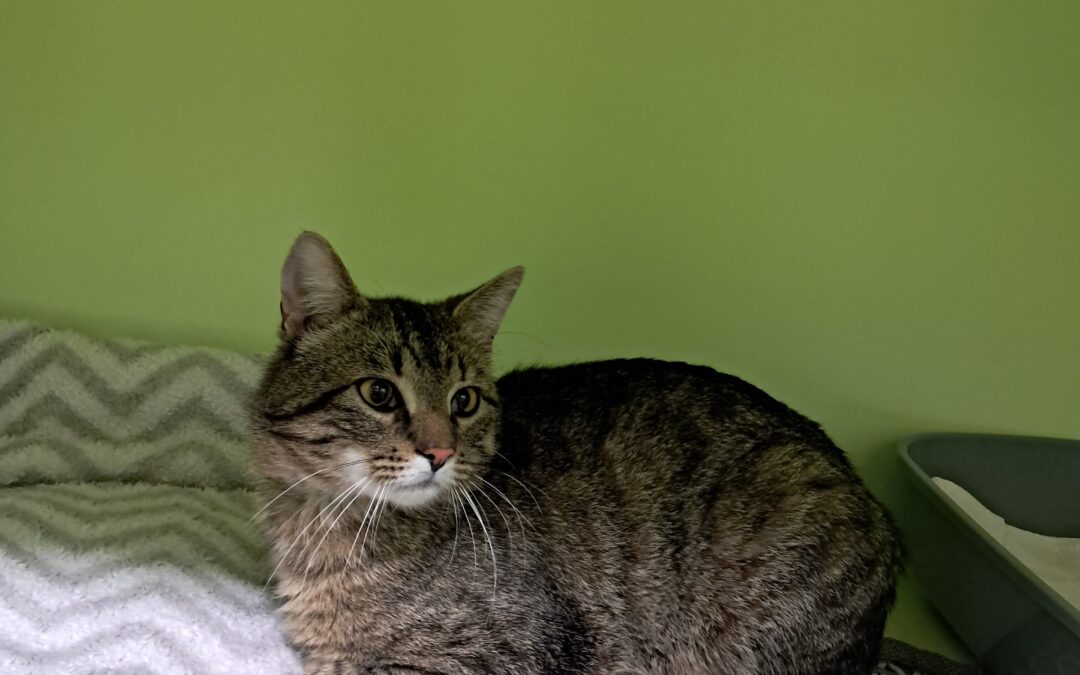Fundtier Kater, Innsbruck  (05/2026)