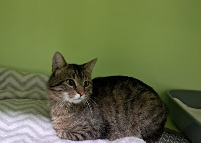 Fundtier Kater, Innsbruck  (05/2026)