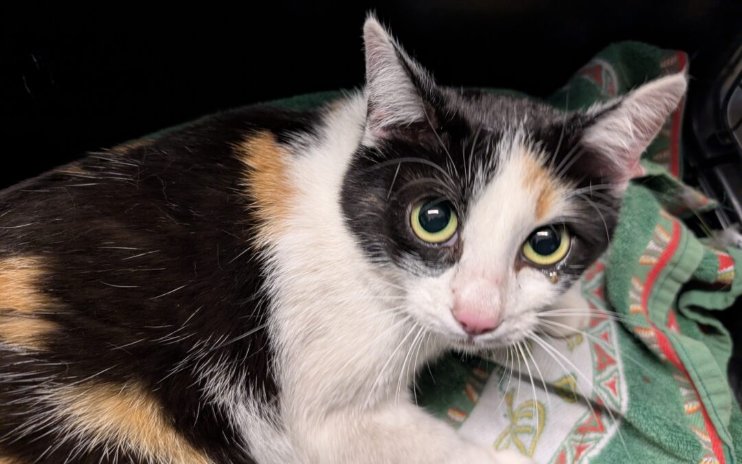 Fundtier Katze, Innsbruck  (05/2026)