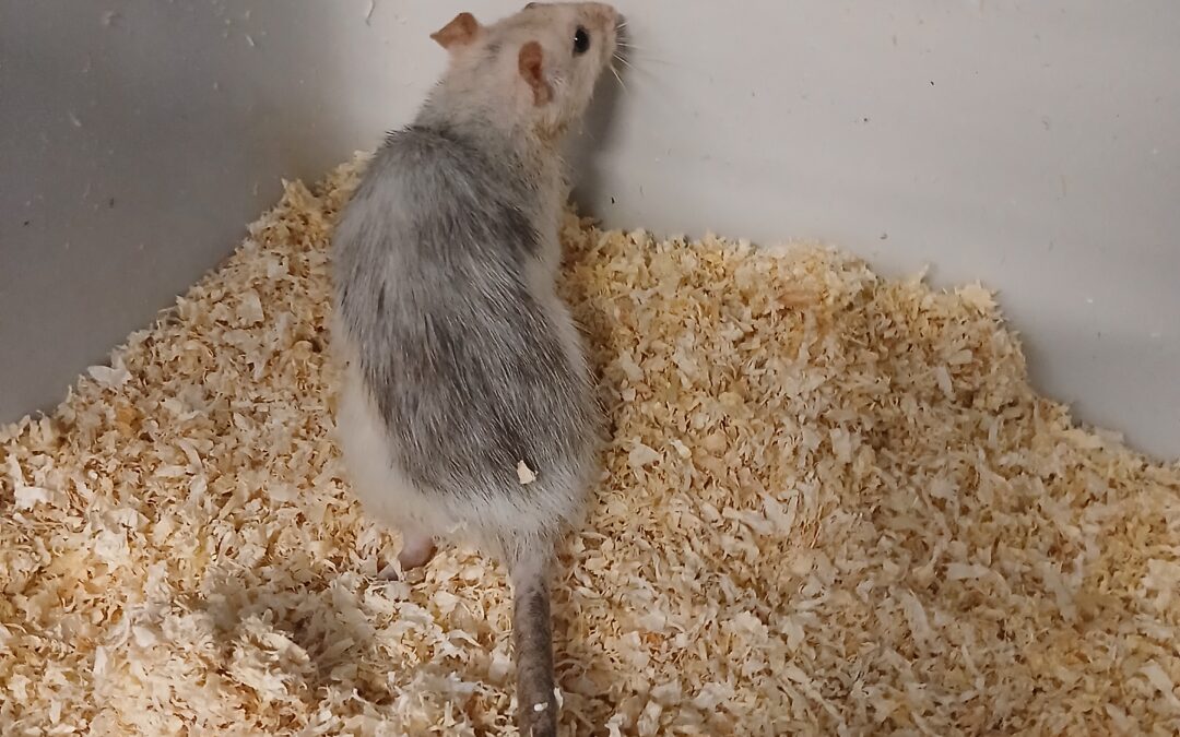 Fundtier Ratte, Innsbruck  (05/2026)