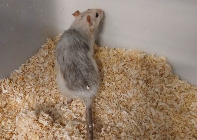 Fundtier Ratte, Innsbruck  (05/2026)