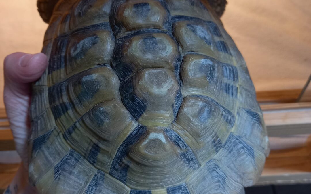 Fundtier Schildkröte, Innsbruck  (05/2026)