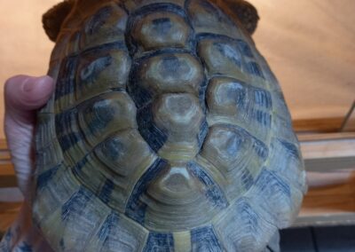 Fundtier Schildkröte, Innsbruck  (05/2026)