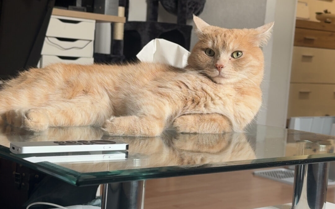 Nacho, Innsbruck  (05/2026)