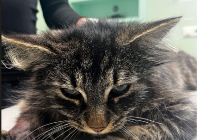 Fundtier Katze, DE-Kiefersfelden  (05/2026)