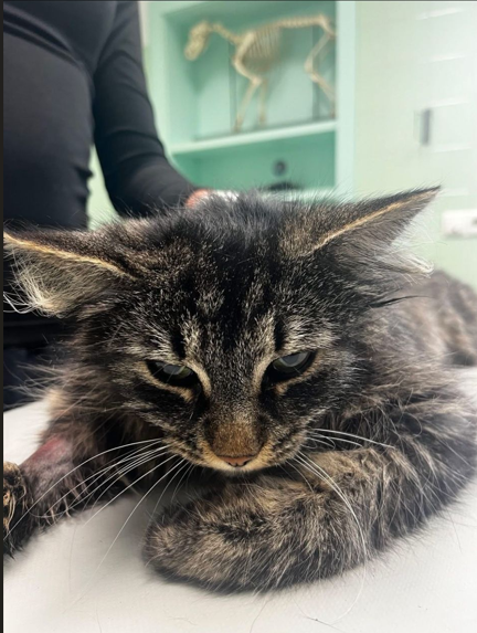 Fundtier Katze, DE-Kiefersfelden  (05/2026)