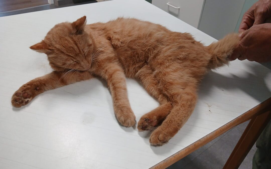 Fundtier Kater, Kirchbichl  (05/2026)