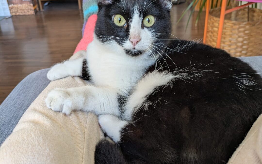 Katze, Kirchbichl  (05/2026)