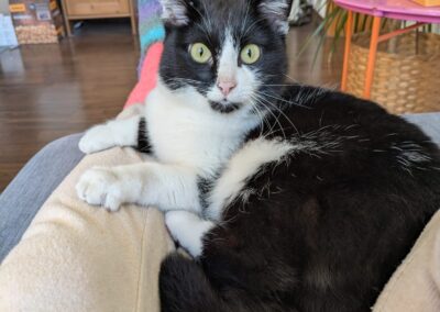Katze, Kirchbichl  (05/2026)