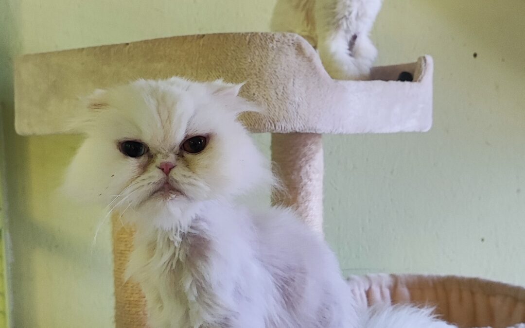 Luna & Stella