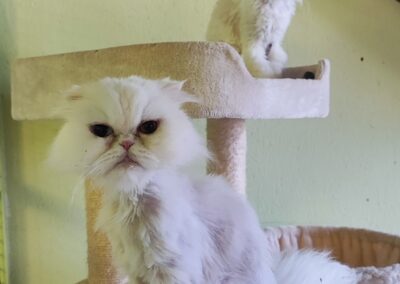 Luna & Stella