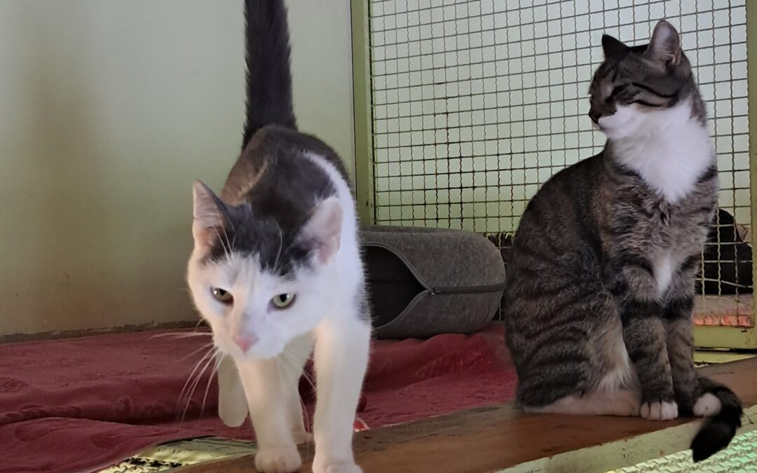 Milo & Ori