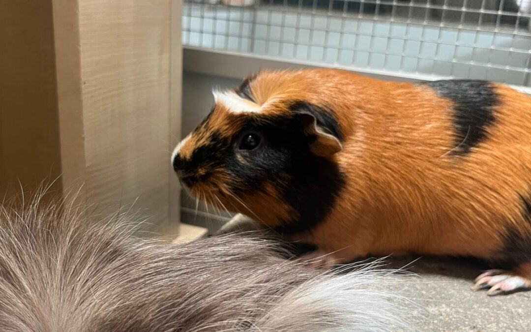 Meerschweinchen