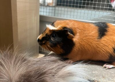 Meerschweinchen