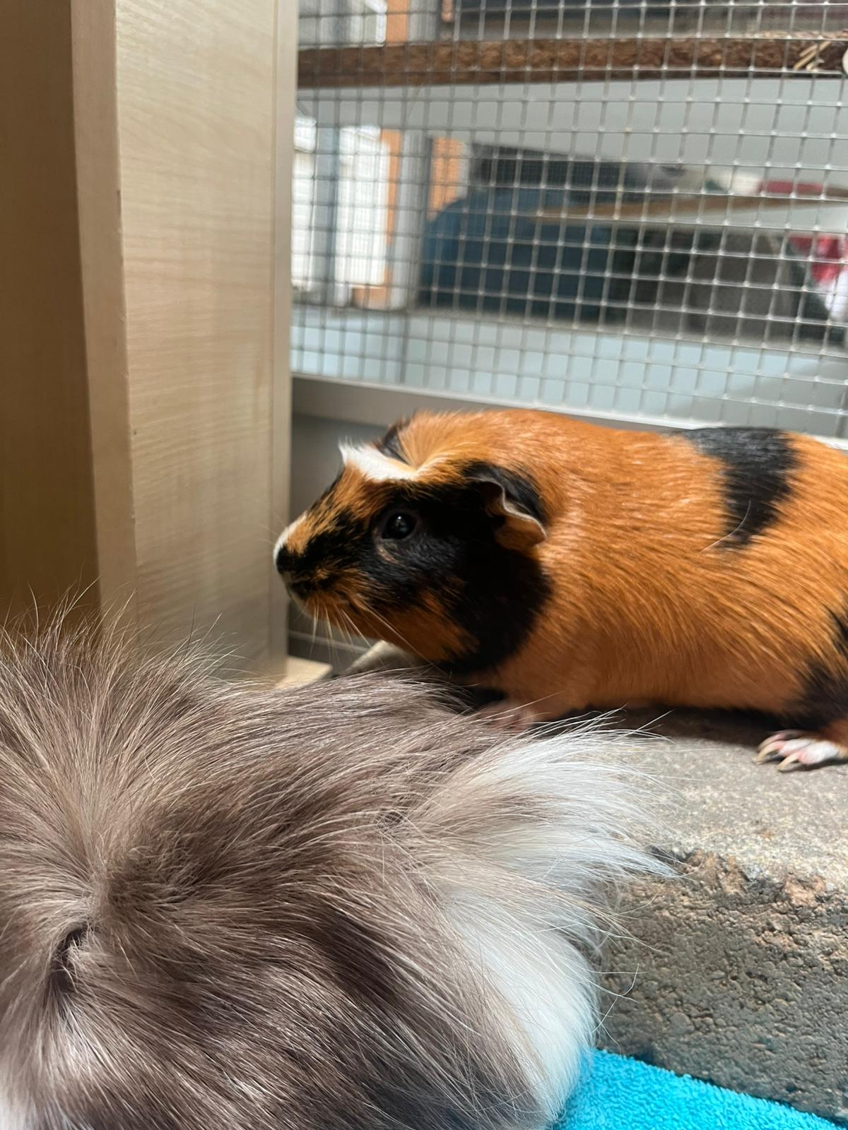 Meerschweinchen