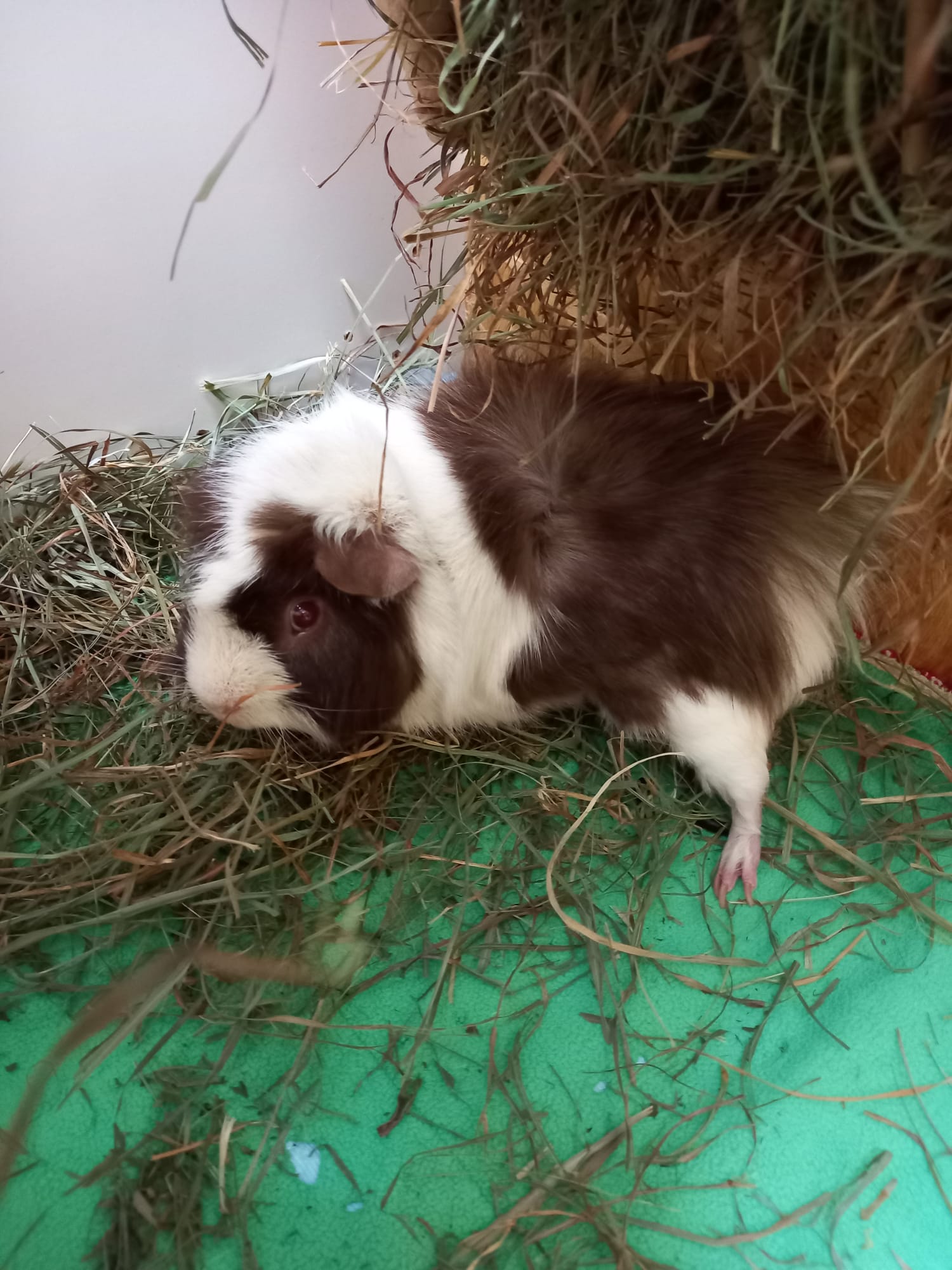 Meerschweinchen2