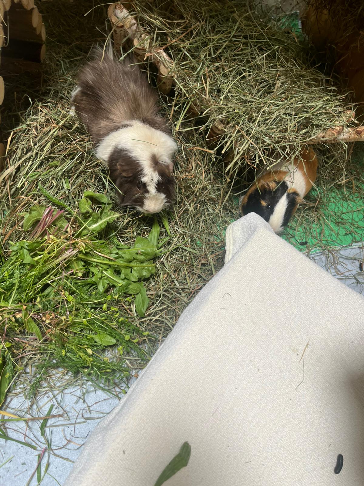 Meerschweinchen3