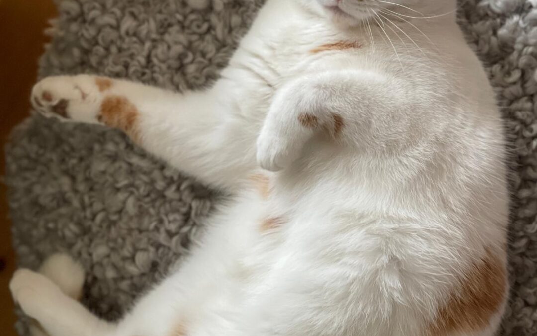 Gretchen, Mils bei Hall  (05/2026)