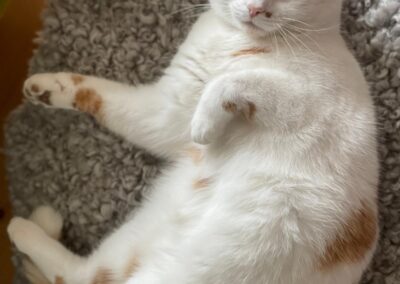 Gretchen, Mils bei Hall  (05/2026)