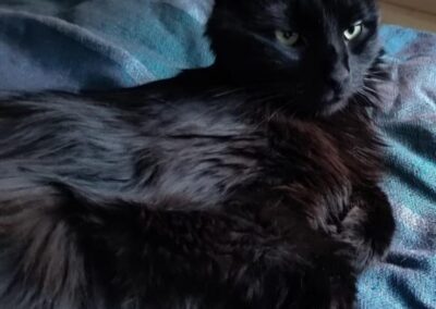 Fundtier Katze, Mondsee/Innsbruck  (05/2026)