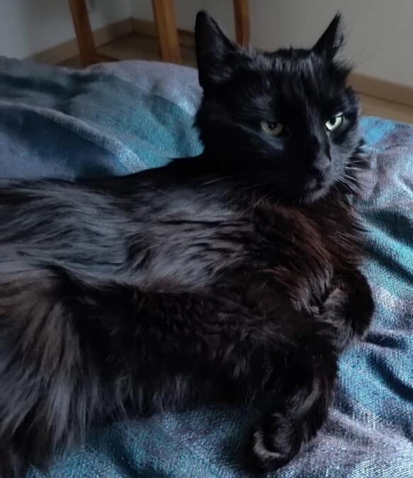 Fundtier Katze, Mondsee/Innsbruck  (05/2026)