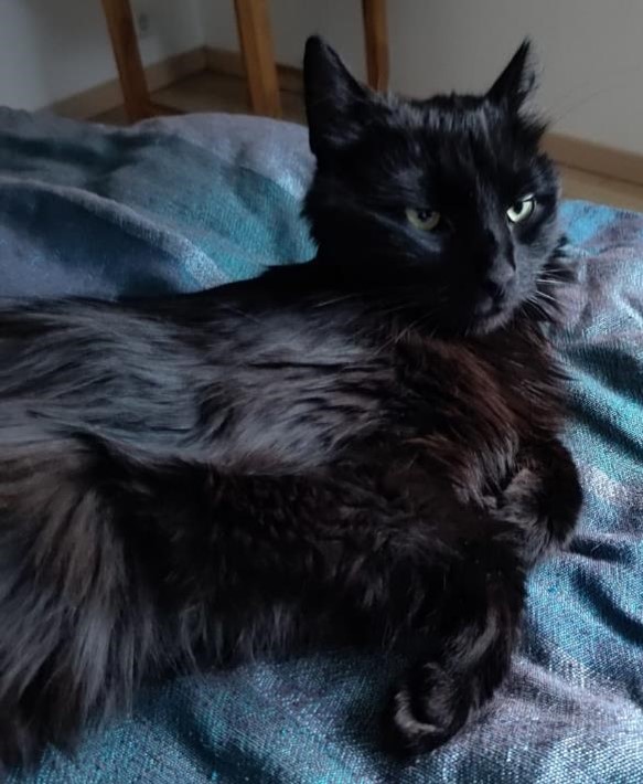 Mondsee_Katze_Innsbruck