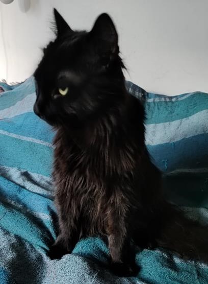 Mondsee_Katze_Innsbruck3