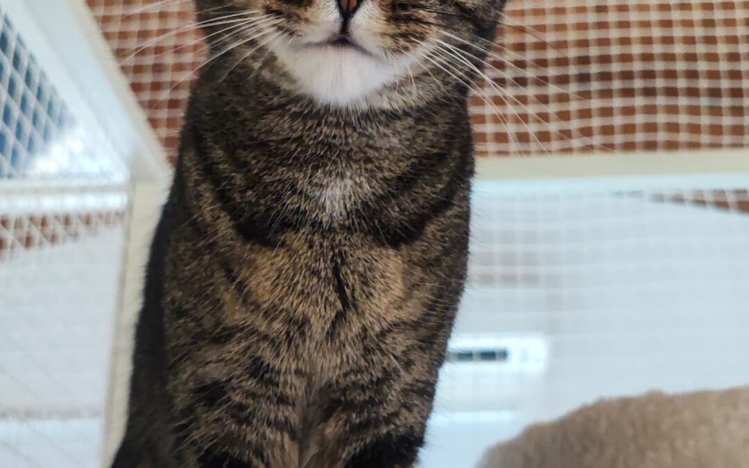Nala