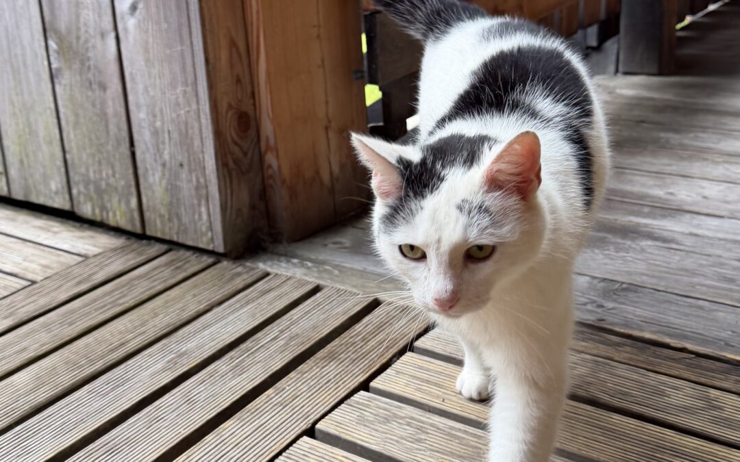 Fundtier Katze, Neustift im Stubaital  (05/2026)