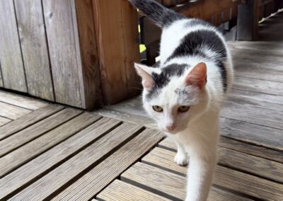 Fundtier Katze, Neustift im Stubaital  (05/2026)