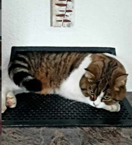 Rocky, Rietz  (05/2026)
