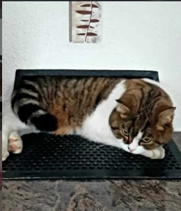 Rocky, Rietz  (05/2026)