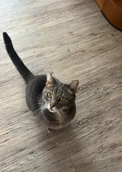 Loui, Rum  (05/2026)