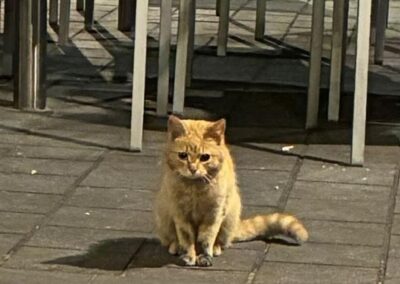 Sichtung Katze, Neu Rum  (05/2026)