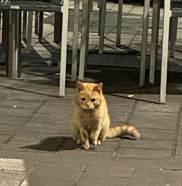 Rum_Sichtung Katze_McDonalds