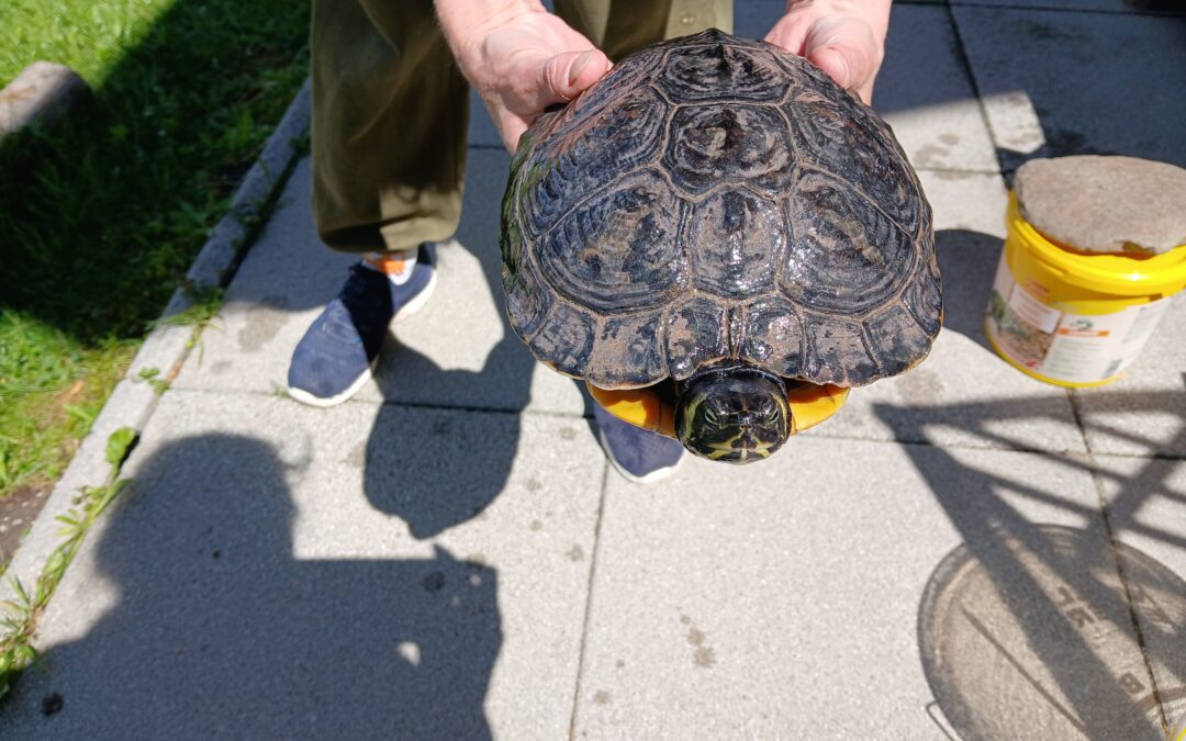 Fundtier Wasserschildkröte, Rum  (05/2026)