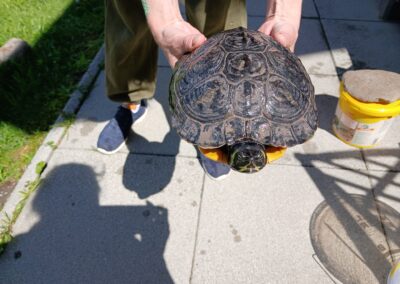 Fundtier Wasserschildkröte, Rum  (05/2026)
