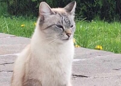 Fundtier Katze, Scharnitz  (05/2026)