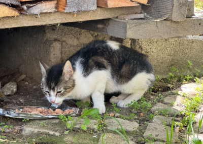 Fundtier Kater, Stumm im Zillertal  (05/2026)