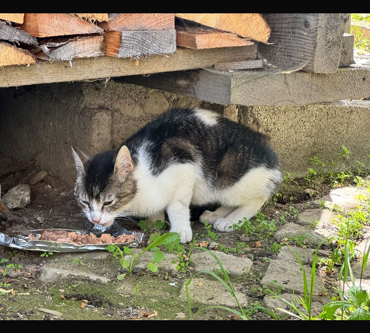 Fundtier Kater, Stumm im Zillertal  (05/2026)