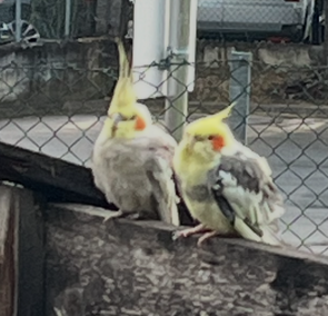 Sichtung Nymphensittiche, Telfs  (05/2026)