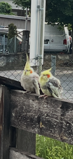 Sichtung Nymphensittiche, Telfs  (05/2026)