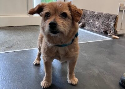 Fundtier Hund, Innsbruck  (05/2026)