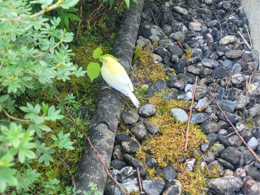 Sichtung Vogel, Wörgl  (05/2026)