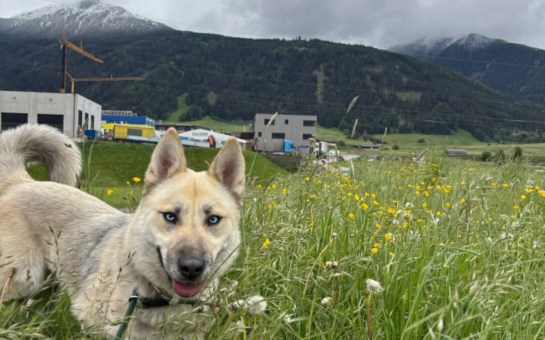 Yuki