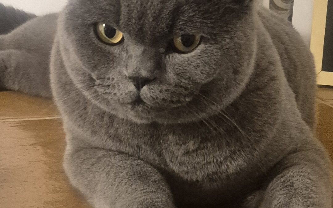 Aslan, Zirl  (05/2026)