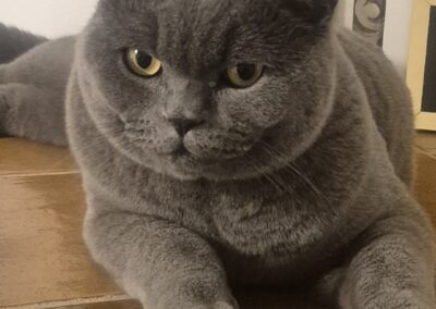 Aslan, Zirl  (05/2026)