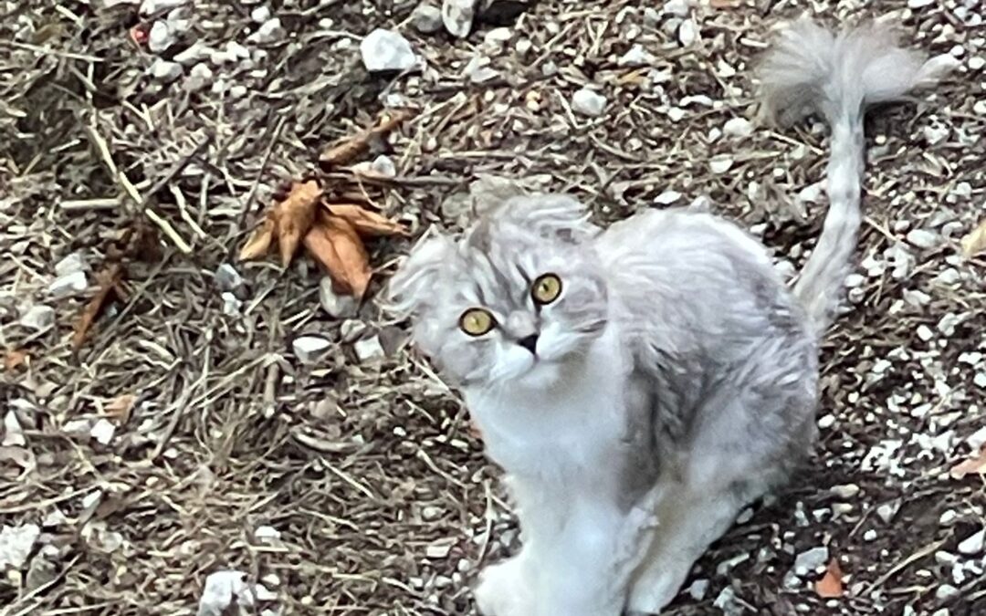 Fundkatze, Locherboden (06/2026)