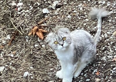 Fundkatze, Locherboden (06/2026)