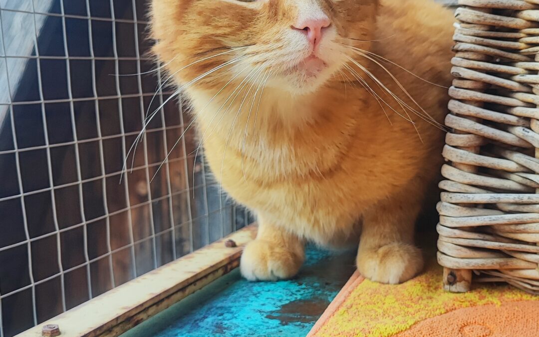 Albert